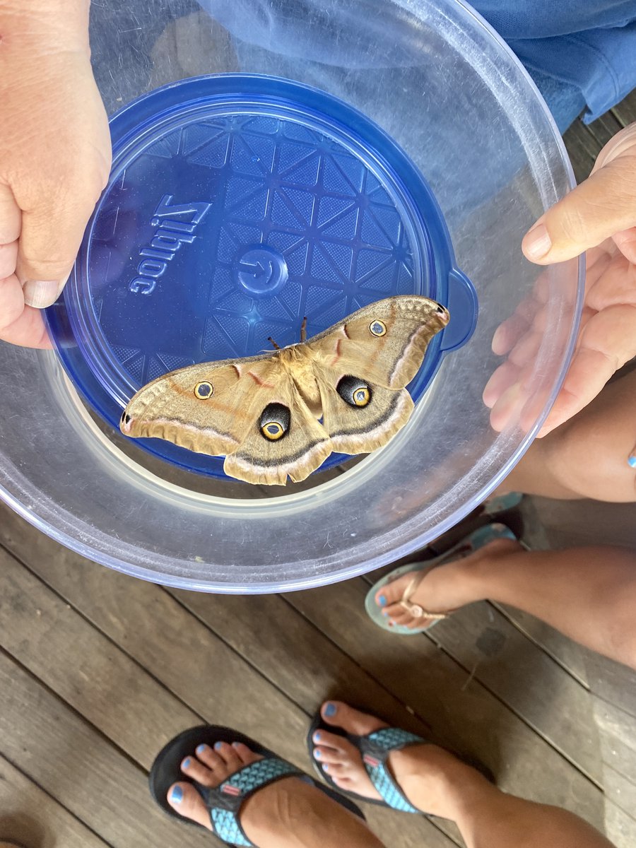 BIOSuncare's tweet photo. Polyphemus moth at The Nature Conservancy’s Art and Nature program. The Ocean View Pavillion just off Water Street on Block Island is a great place to learn all about the island's local critters. #blockislandlife @TNC_RI
https://t.co/IceqejszdA https://t.co/hzKKQdy949