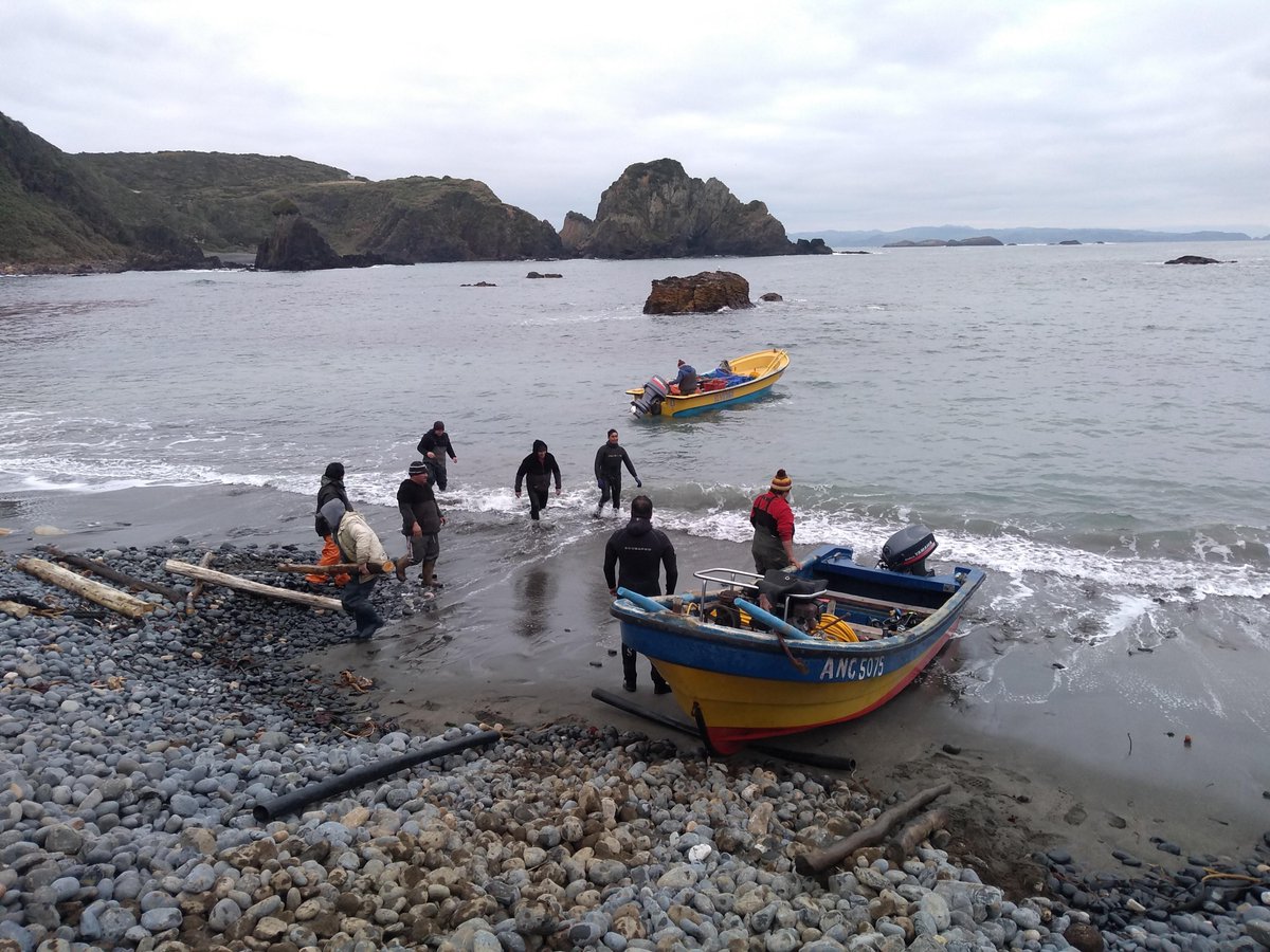 BITECMA's tweet photo. Buen inicio de semana para tod@s!
Acá les compartimos lo que fue la siembra de erizo rojo en el #AMERB #LosChonosdeGuabún, #Ancud, #Chiloé. El trabajo fue realizado en colaboración con los pescadores de la caleta del mismo nombre y fue todo un éxito 🌊💪🏼📸
Financia: @indespacl https://t.co/mu0ocn5j1k