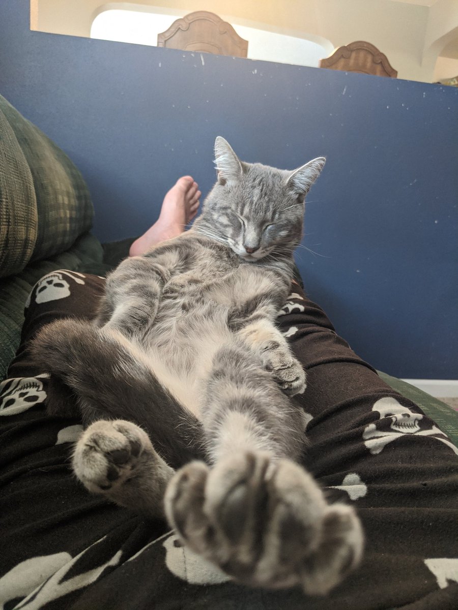 ModelCatSammy's tweet photo. Here. Have a paw in your face. https://t.co/YfTGfJ0h3P