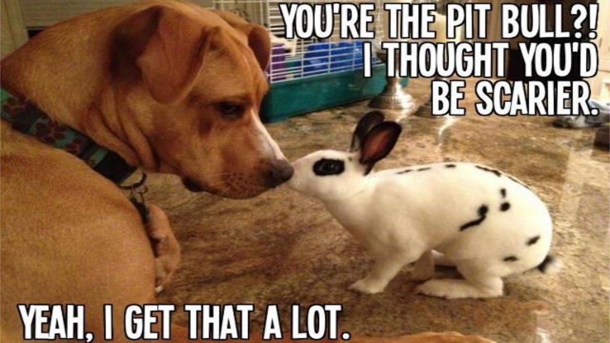 pitbullsad's tweet photo. Yeah, we do get that a lot, don't we? https://t.co/dbEiiYOfXa
