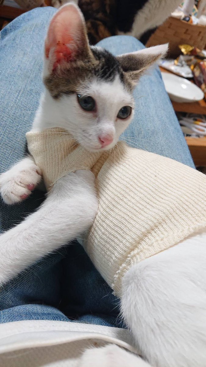 北神戸アニマルズ (@ushelter)  Twitter