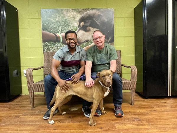 MackenziesDogs's tweet photo. Our girl Storie found her forever home this weekend! Even though she's mean mugging, she really is happy to be going home! And so are we! https://t.co/Zha2fwABFB
