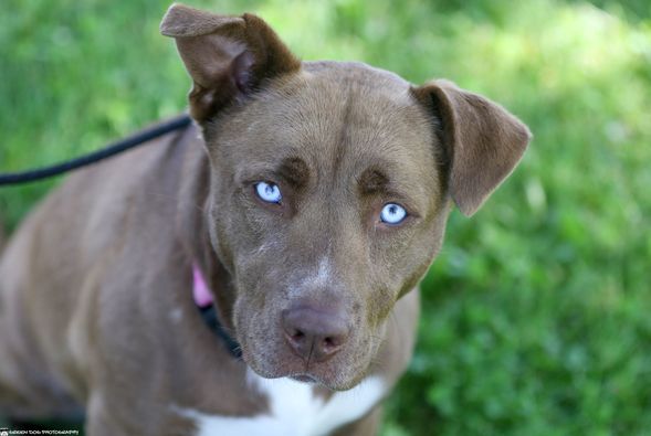 MackenziesDogs's tweet photo. Our girl Storie found her forever home this weekend! Even though she's mean mugging, she really is happy to be going home! And so are we! https://t.co/Zha2fwABFB