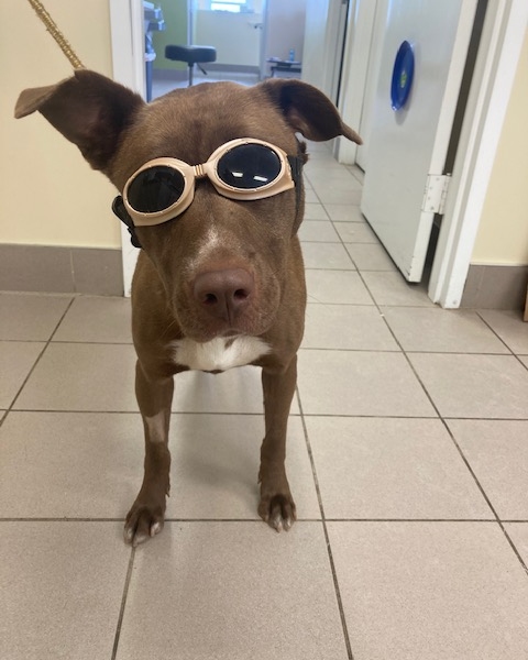 MackenziesDogs's tweet photo. Our girl Storie found her forever home this weekend! Even though she's mean mugging, she really is happy to be going home! And so are we! https://t.co/Zha2fwABFB