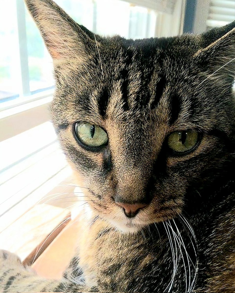 Myszka has been at the vet all day for a possible bladder issue.  Avoiding the litter box, blood in urine. Waiting tests and I hate that you can't go inside with your pet! 😭#anxiousmyszkasmom