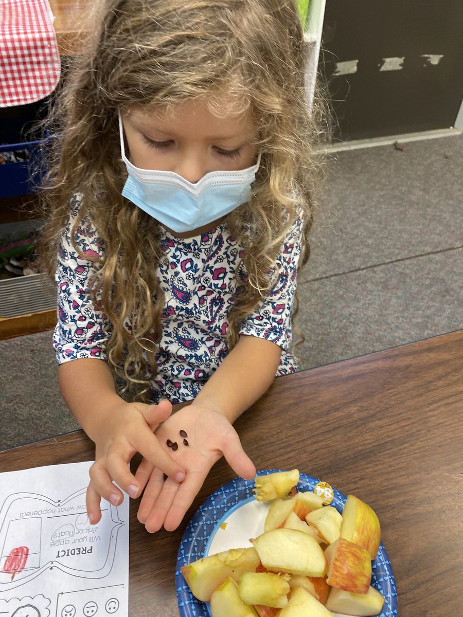 dcwmains's tweet photo. It’s 🍎 time. Today we talked about apple products and tasted some apple doughnuts from Stepp’s Orchard. We each brought in an apple and did an investigation where  we sorted our apples by colors and size, counted our seeds and predicted whether our apples would float or sink. https://t.co/mS84CkOtgn
