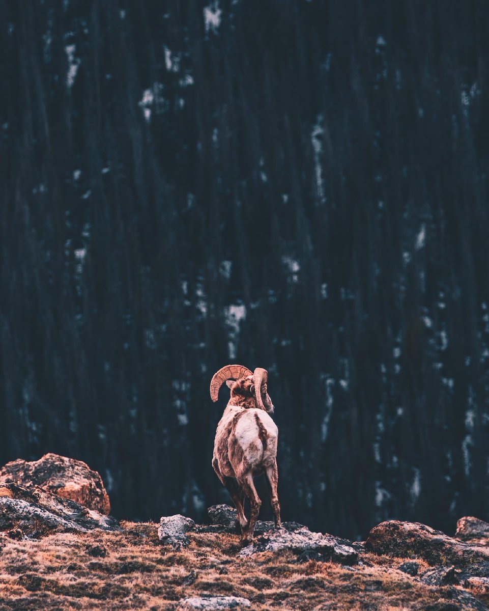 Josie3Moons's tweet photo. #bighornsheep while visiting @RockyNPS #fujifilm_xseries https://t.co/wXXjQet1C9