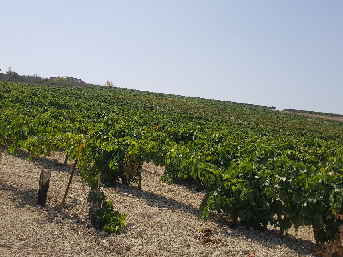 SenseMurcia's tweet photo. spent a few days in #sanlucardebarrameda #Manzanilla #sherrytriangle ๐ช๐ธ https://t.co/niFurKGVm4