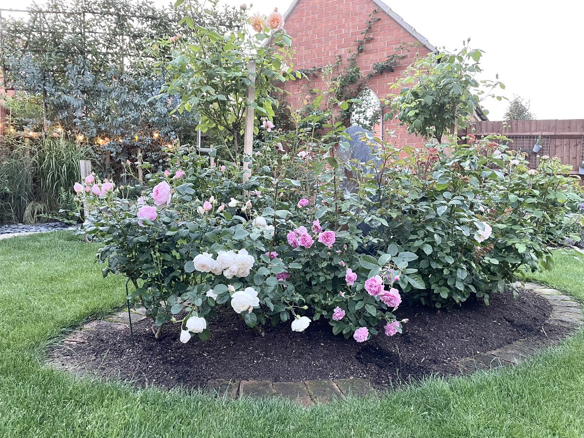 Sarah Cotman tweet media