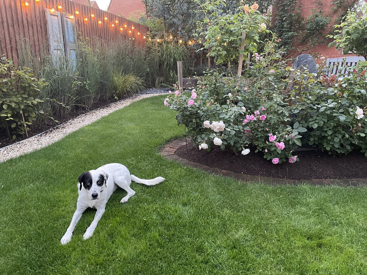 Sarah Cotman tweet media