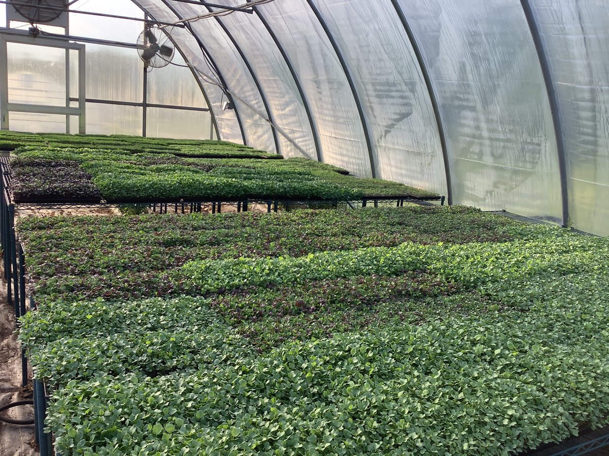 Number1Sons's tweet image. San Giovanni's farm is run by Philip and his family. We've known them for years from the Old Town market — Number 1 Mom is a number 1 fan. They're certified organic and they grow gorgeous microgreens (and the containers are 100% compostable). Find them at number1sons.com