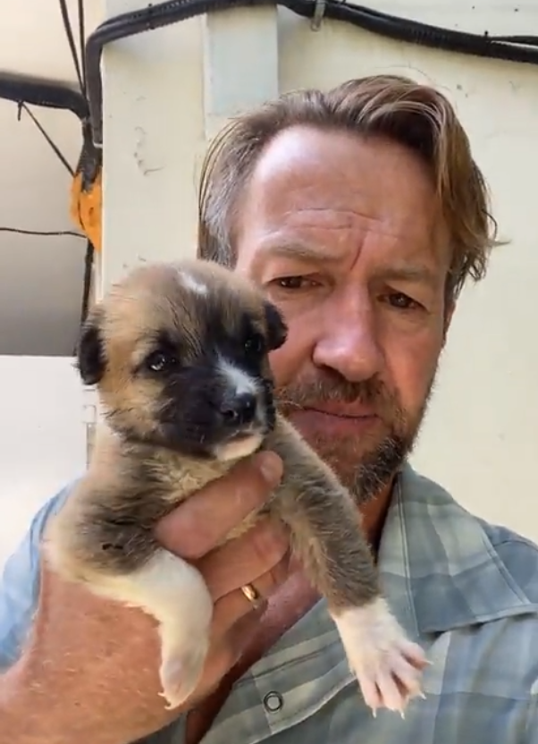 Raffles_Badger's tweet photo. #OperationArk This is Tiny. At present @BorisJohnson is refusing to action @Nowzad rescue. Instead he thinks @PenFarthing should put Tiny, and the other 150+ animals in his care, to sleep. Heartless when they could fly in the hold. @carrielbjohnson @domdyer70 @PeterEgan6 @TVKev https://t.co/9n1RfOU2B0