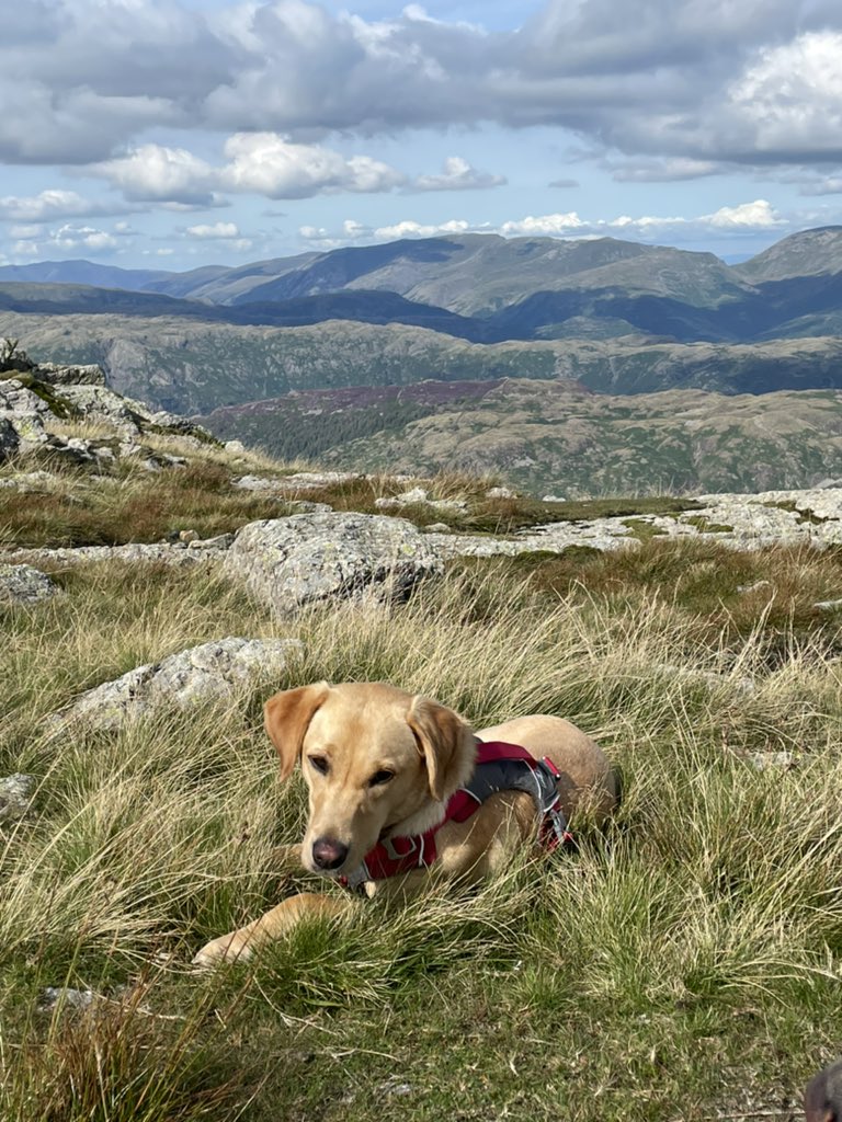 SybiltheLab1's tweet photo. 3 “Wainwright’s” “bagged” today according to my HooMans. I just enjoyed myself admiring the views and meeting furpals #OldManofConiston #lakedistrict https://t.co/08BRrY2RlM