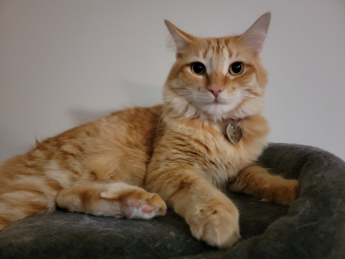 SushiTheBunnie's tweet photo. Today is Apollo's Birthday! He turned 1 today! It's his 1st birthday 🎂 🥺 ahhh my baby isn't so tiny anymore now he's a grown, handsome furball! Show him some love ❤
#apollo #apollothecat #cat #kitty https://t.co/bG3aWKsxJd