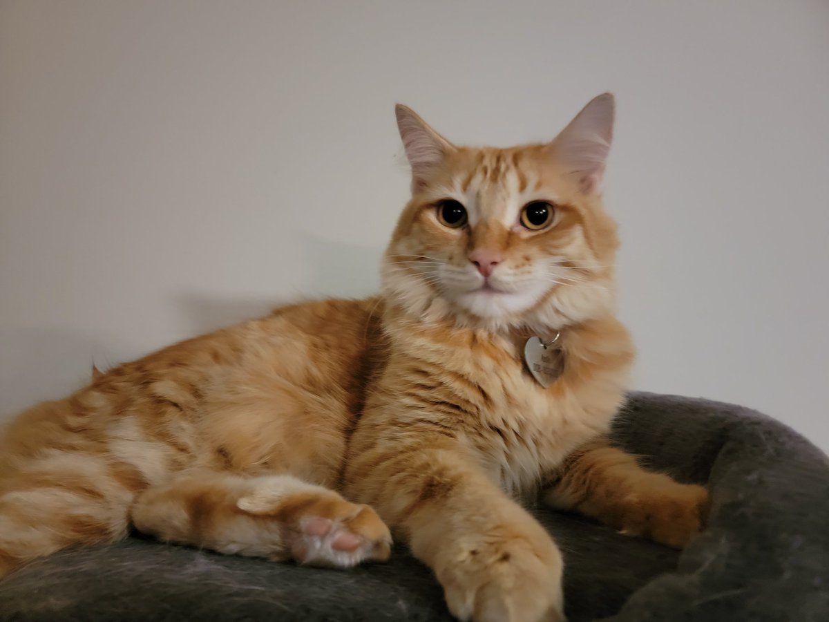 SushiTheBunnie's tweet photo. Today is Apollo's Birthday! He turned 1 today! It's his 1st birthday 🎂 🥺 ahhh my baby isn't so tiny anymore now he's a grown, handsome furball! Show him some love ❤
#apollo #apollothecat #cat #kitty https://t.co/bG3aWKsxJd