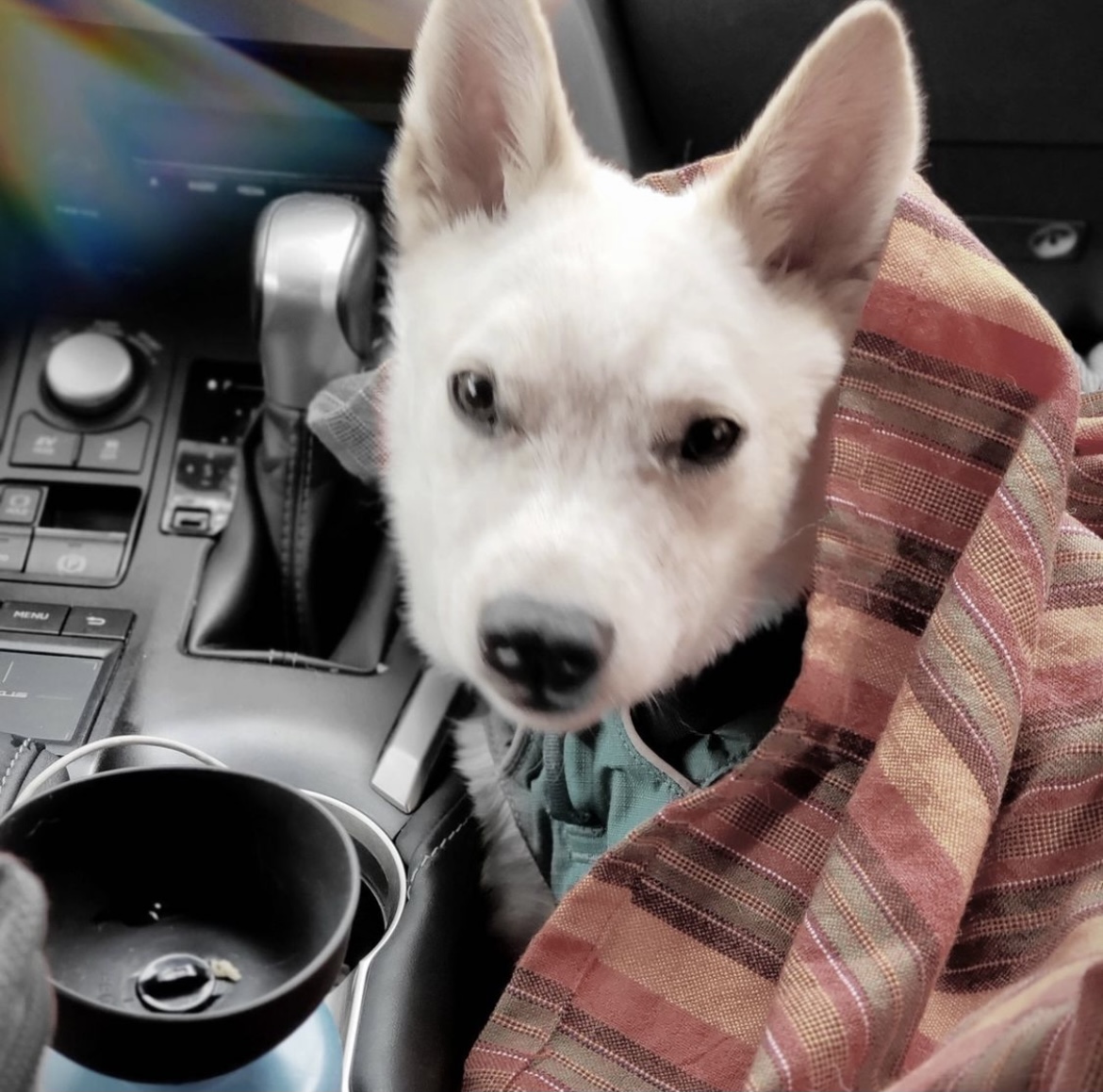 Purrfect_Sunday's tweet photo. Monday already?! #dogsoftwitter https://t.co/ijSs399kv9