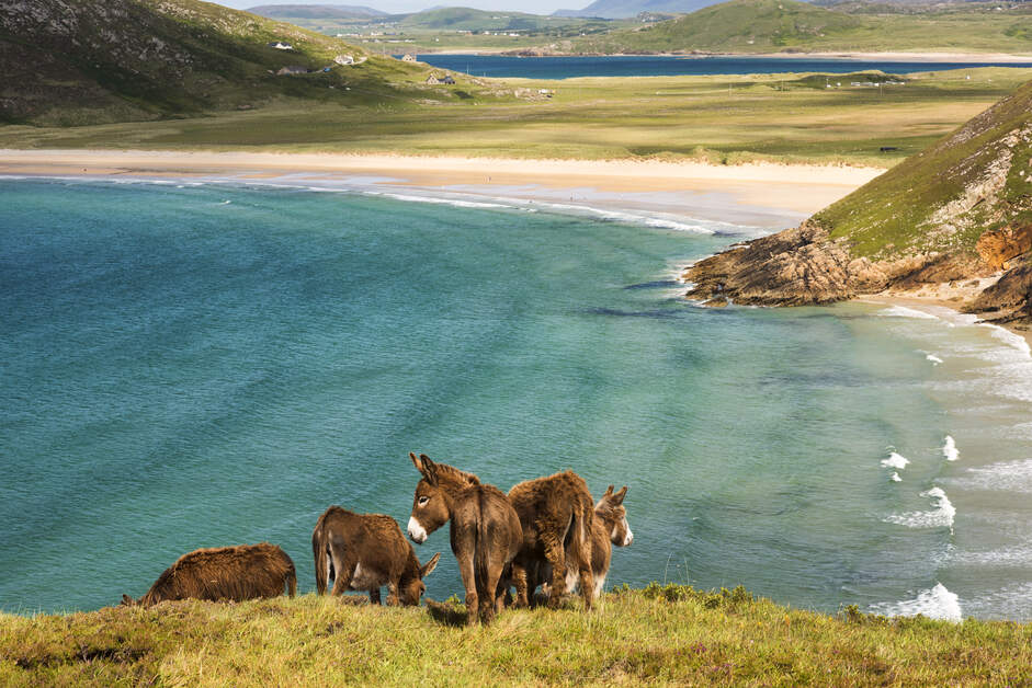 chtoursIre's tweet photo. Say Hello to some of the locals along the picturesque Tranarossan Bay.  Located in the north of County Donegal walk along the sandy beach or take a dip in the clear water at this magical place with beautiful views which are not to be missed.
#lovedonegal #loveireland #donegal https://t.co/l1VrDQxV6L
