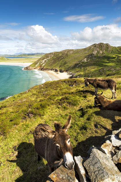 chtoursIre's tweet photo. Say Hello to some of the locals along the picturesque Tranarossan Bay.  Located in the north of County Donegal walk along the sandy beach or take a dip in the clear water at this magical place with beautiful views which are not to be missed.
#lovedonegal #loveireland #donegal https://t.co/l1VrDQxV6L