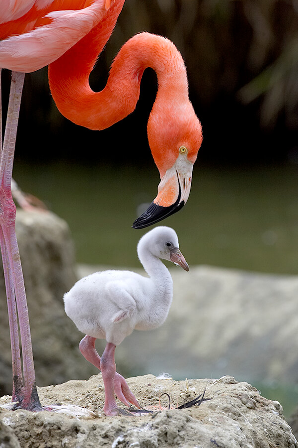 HowSxGotScrewed's tweet photo. #DYK it’s easy to tell which cylindrical #flamingo nest was built by #gaydads? #Males are the #NestBuilders, so a #GayCouple’s are twice as high as a #StraightCouple's. At least 1,500 #species have #nonprocreative sex. #Ghosts of #histsex still #haunt. https://t.co/OihfQCRHko https://t.co/GaXCujezWf