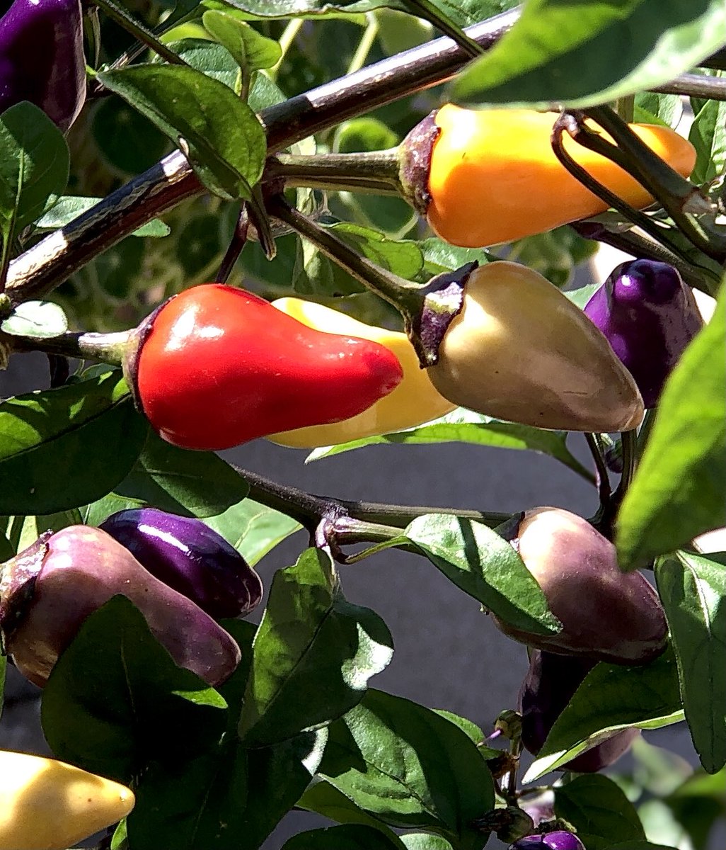 diningdiva's tweet image. Love the colorful pepper melange at the incredible #DenverBotanicalGardens