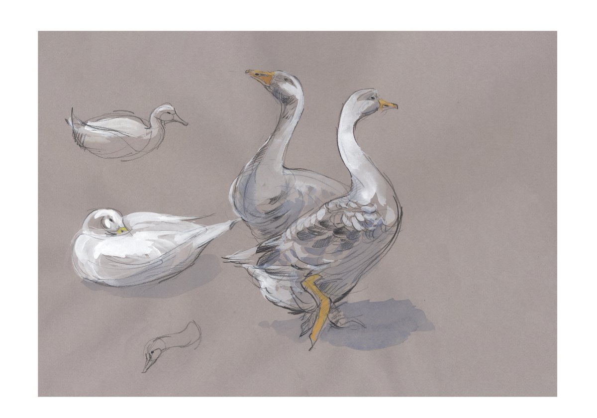 Some geese sketches on mid tone paper from @deencityfarm