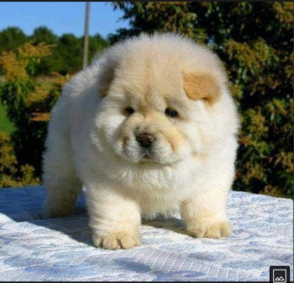 chow chow hypoallergenic