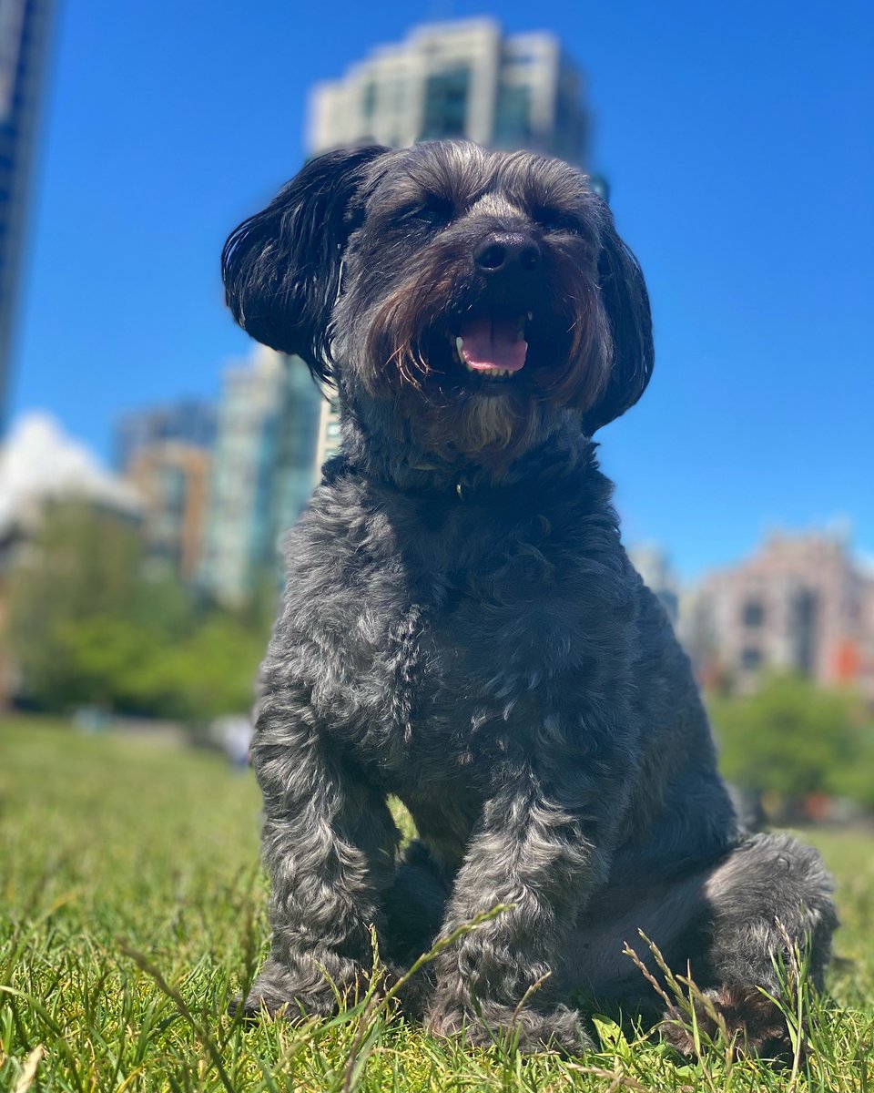 JR8Ramirez's tweet photo. Animal shelters, like many places, are overwhelmed this summer. You can save a life by fostering or adopting a cat or dog in need from your local shelter. Pets have always been there for us, now it's our turn to be there for them. #SaveThemAll @bestfriends https://t.co/W5zyMvToBS https://t.co/1D2nuSFOtV