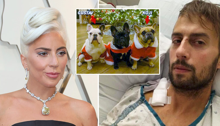 AaronRFernandes's tweet photo. Lady Gaga's 'Little Monsters' Demand Answers After Her Shot Dog Walker Says He Feels "Abandoned" https://t.co/MXP8kNCjhq #Dogs #LadyGaga #RyanFischer https://t.co/HDL4KwI3xx