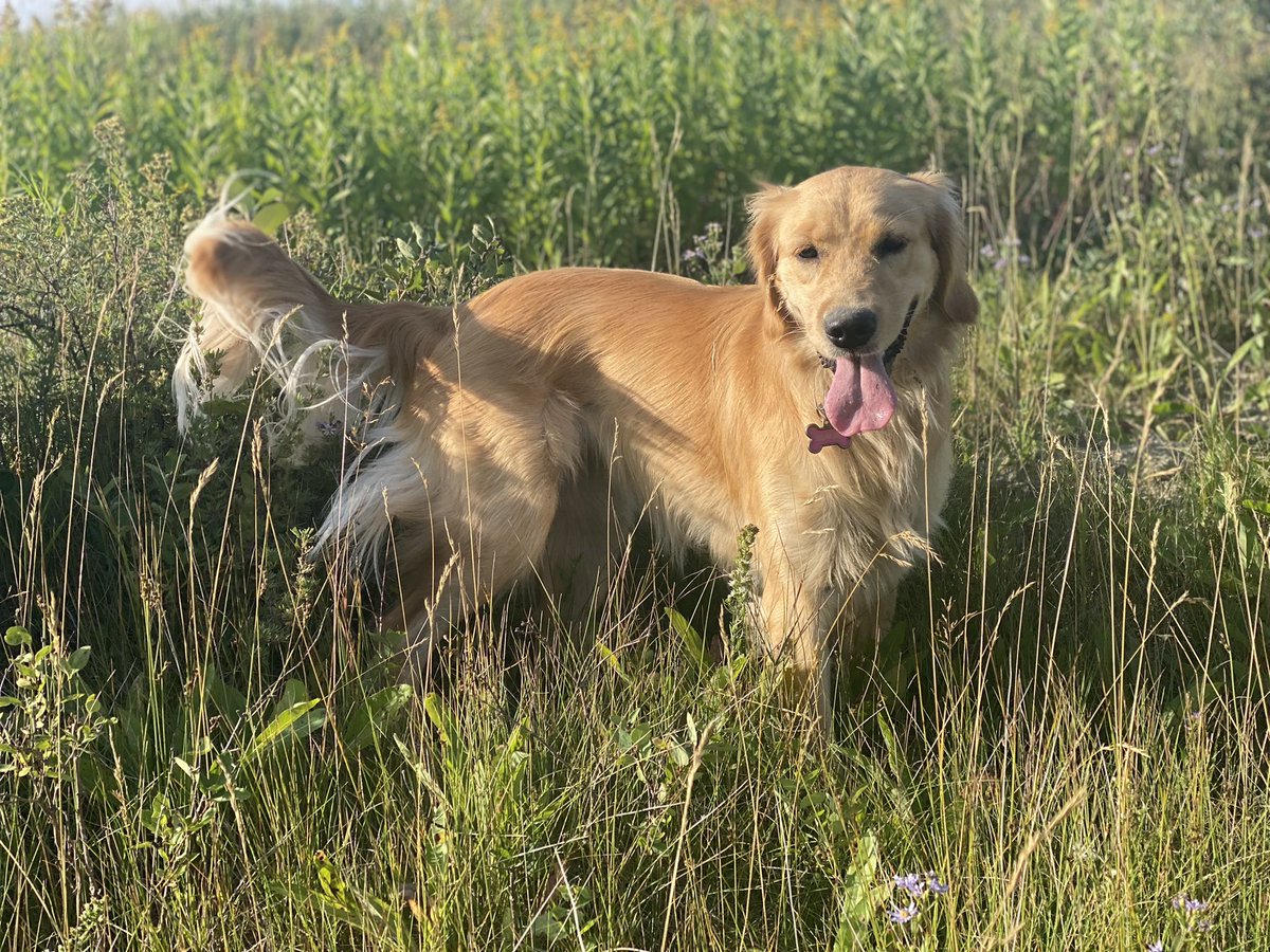 When you are down on what humans are doing around you, or around the world, remember that humans shaped the dog and put this great good into the world.  Humans must strive to BE this good reflected.  We hope they will get there.  Be kind to each other. ❤️