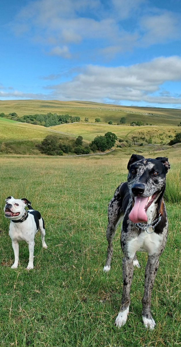 Rachh666's tweet photo. #livingthedream #dogwalkersholiday #norestforthewicked https://t.co/3RmMPzj8Tb