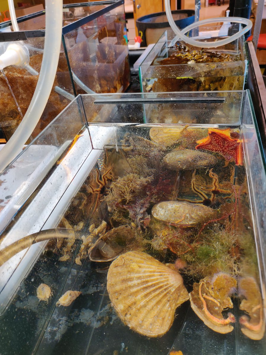 norchitons's tweet photo. It's #fieldcourse time! 
Our annual course in marine faunistics @UiBmatnat @UiB is on! Many species have already been studied and registered by the students, and the aquaria are filling up with beautiful and interesting creatures. https://t.co/fpU72lEixF
