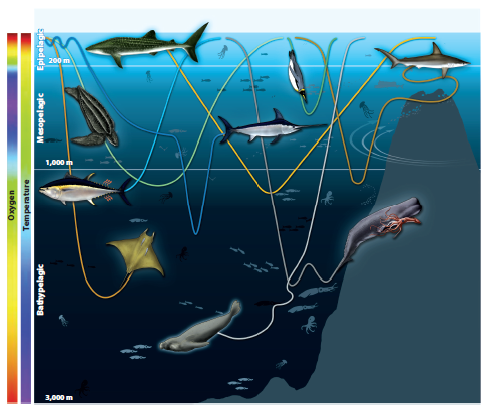 Dr_Yannis's tweet photo. New paper out! Why do many large marine predators perform deep dives, some to over 1000 m? We review potential reasons and a framework to answer this question. @FIUCASE @FIUEnvironment  https://t.co/fpZRhnhFqN https://t.co/ULMB1qXdid