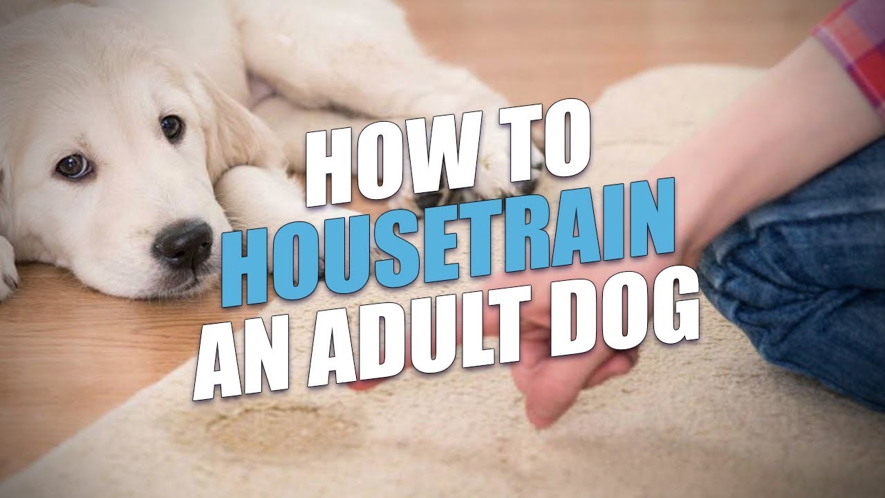Main sama janda on twitter how to potty train an older dog https t