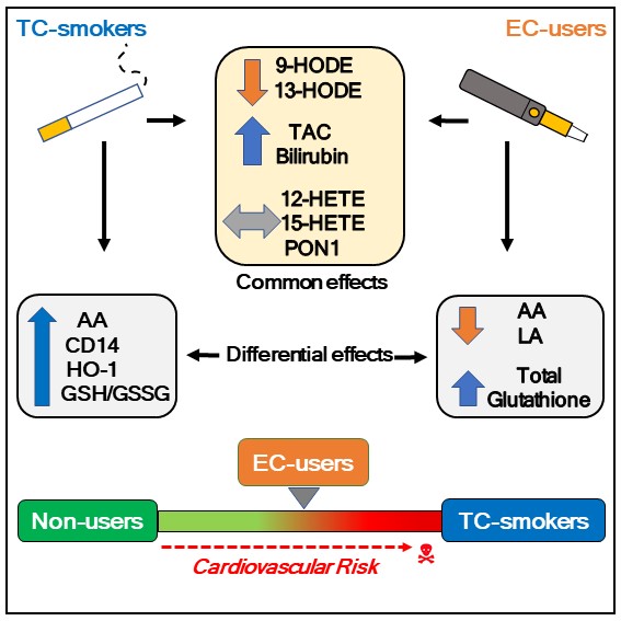 CircRes's tweet image. Gupta &amp;amp; colleagues found that #ElectronicCigarettes induce health effects that are intermediate between non-users and #tobacco cigarette #smokers, suggesting a potential increase in the risk of #CVD. Learn more at ow.ly/g07w30rRmSX