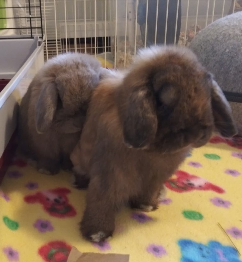 mnpcktpetrescue's tweet photo. Congratulations to these bouncing bunnies, Doc and Marten! They found their forever home and we couldn't be happier for them!
Do you want to change the life of a pet in rescue? Apply today https://t.co/CFY7AJgLXs
#adoption #happytails #mnppr #rescuepets https://t.co/82G2RHQlB3