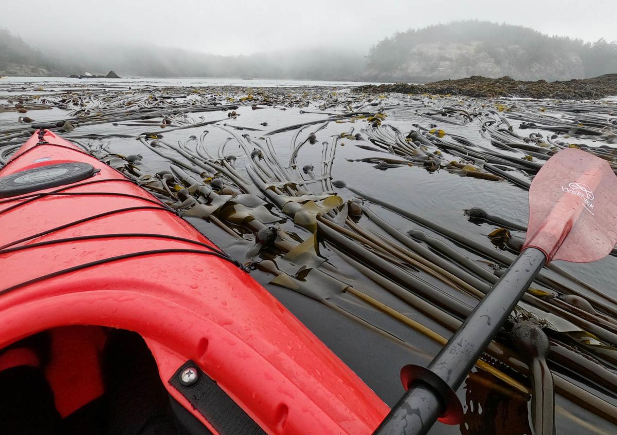 Thanks to volunteers who survey kelp by kayak for a <a href="/NWStraits/">Northwest Straits</a> program, we know at least some of the seasonal, underwater forests in #Skagit are holding steady, while those in other areas of #PugetSound are on the decline: 
skagit.ws/3D8Piz5