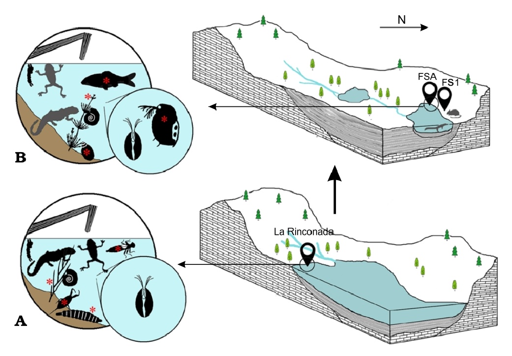 🚨 New article 🚨

We study the diverse fossil record (charophytes, leaves, molluscs, ostracods, cladocerans, insects, and fish) of a new paleolake from the lower Miocene of Spain, focusing on the taphonomy and paleoecology of this new site.

Paper: app.pan.pl/article/item/a…