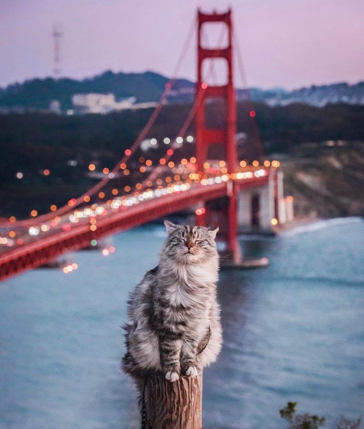 🐱 tweet media