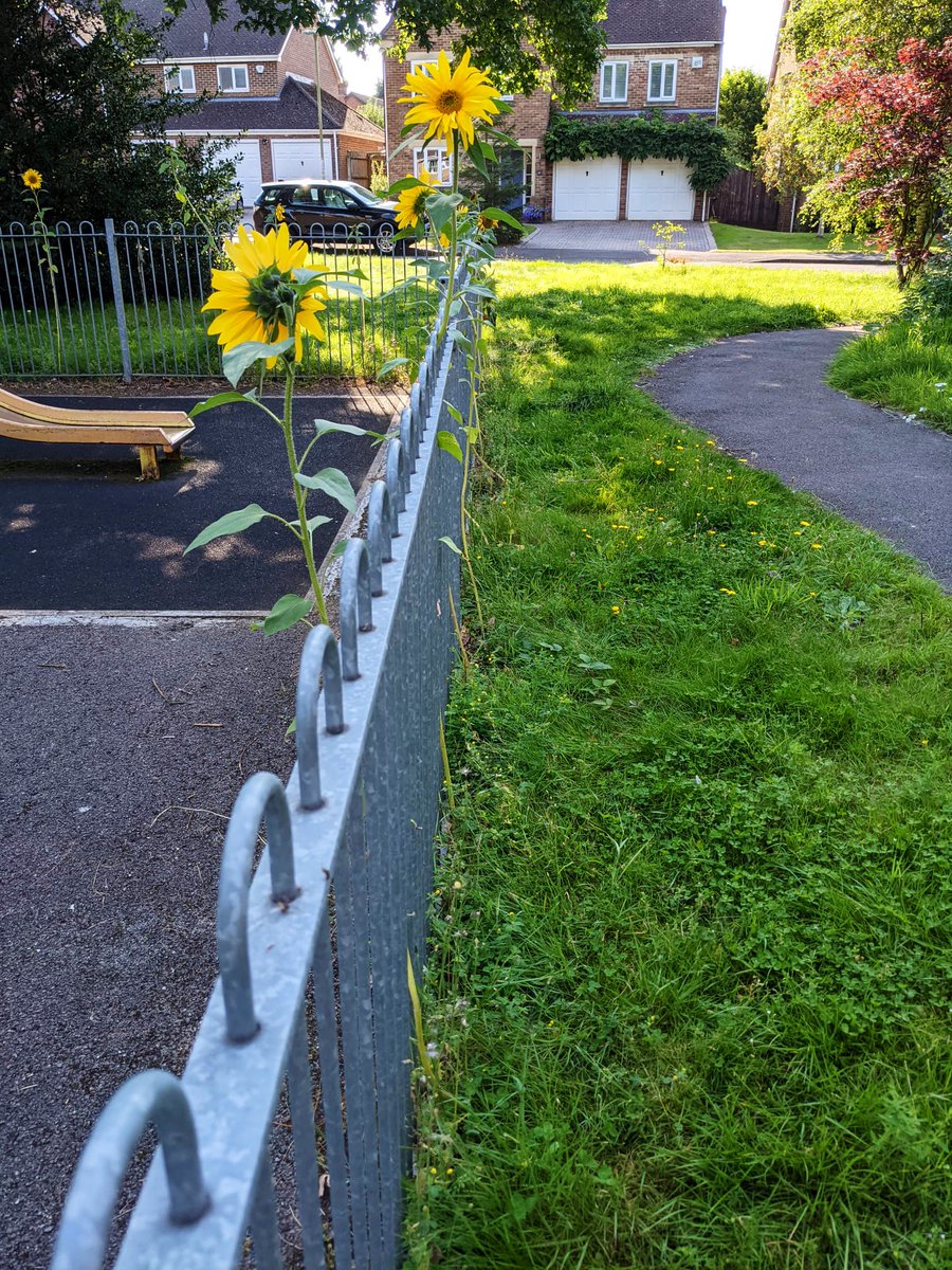 Healthy Streets Petersfield tweet media