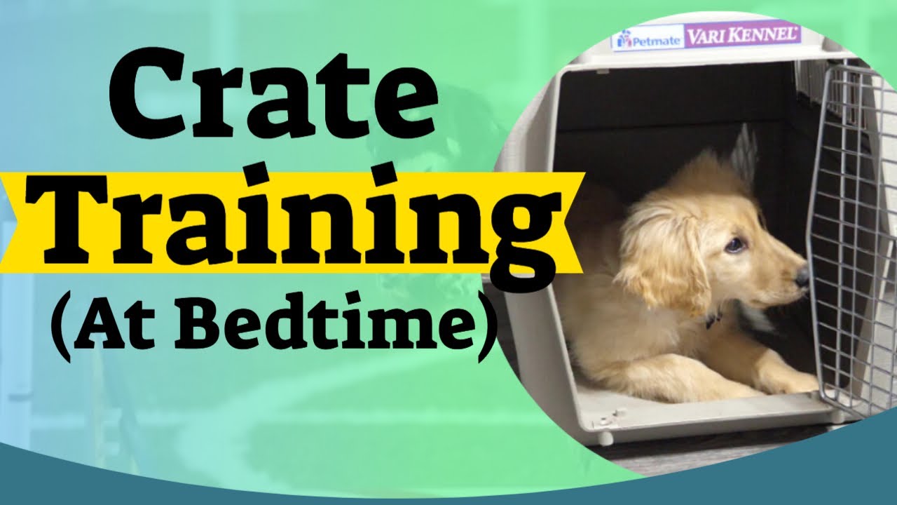 Main Sama Janda on Twitter "puppy crate training at night https//t.co