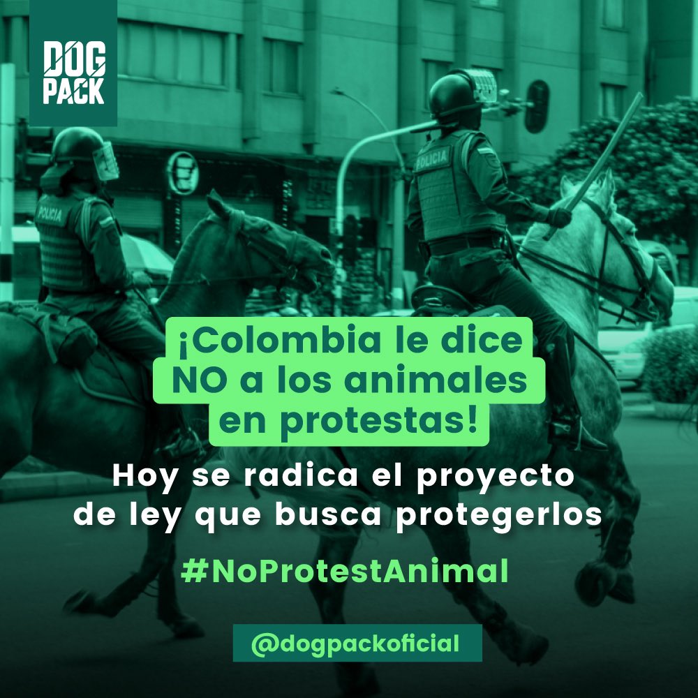 bedogpack's tweet photo. #colombia le dice #NoProtestAnimal, No más animales en las protestas, 🐶🐴 expuestas a gases lacrimógenos pueden enfrentarse a ceguera temporal, conjuntivitis, irritación de la piel, irritación estomacal o hasta la muerte
 #fundaciondogpack apoyamos la aprobación! @JuanKarloslos https://t.co/Jt029yEZFW