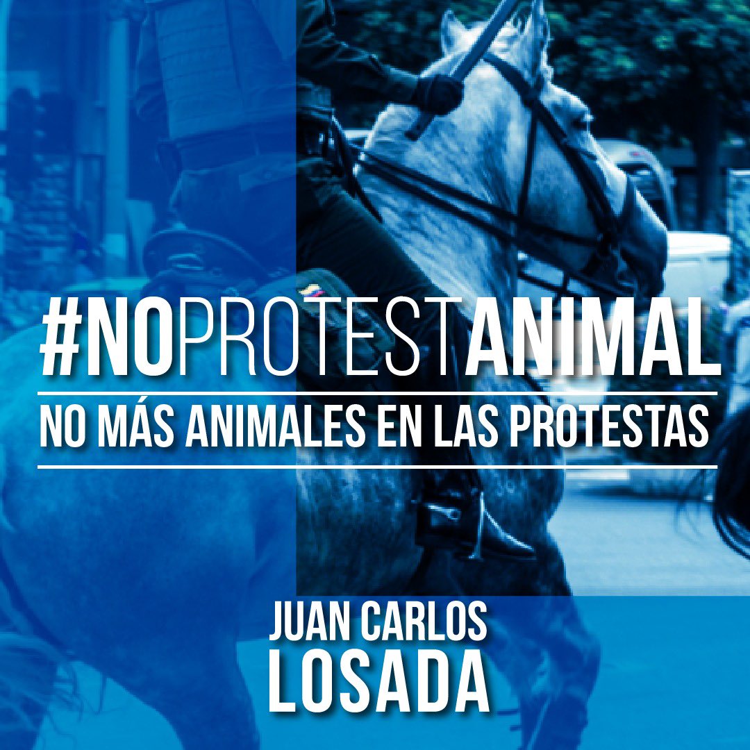 bedogpack's tweet photo. #colombia le dice #NoProtestAnimal, No más animales en las protestas, 🐶🐴 expuestas a gases lacrimógenos pueden enfrentarse a ceguera temporal, conjuntivitis, irritación de la piel, irritación estomacal o hasta la muerte
 #fundaciondogpack apoyamos la aprobación! @JuanKarloslos https://t.co/Jt029yEZFW