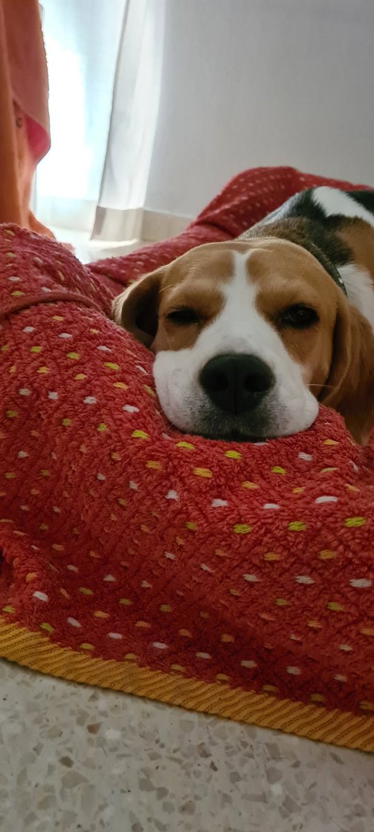 No puedo estar más enamorado de esta preciosidad.
#beagle