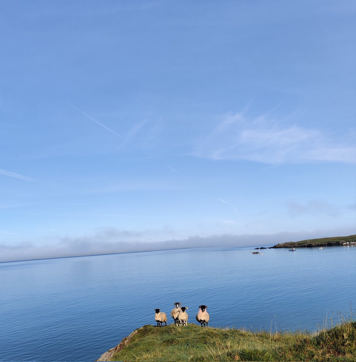zoequinn4a's tweet photo. My buddies this morning
#Beautifuldays #urrishills #earlymorningwalks #Donegal https://t.co/5C4J4E00yF
