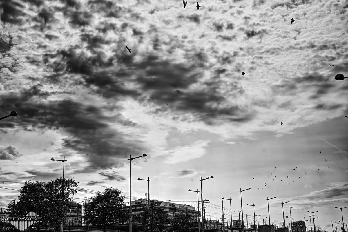 Andyage's tweet photo. pigeon swarm!

.

© Andyage | Sony α7R II + FE 50 mm F2.8 Macro | 1/500s @ f/10.0, ISO 100

#Andyage #Vienna #Clouds #Sky #City #urban #pigeon #pigeons #g #bird #birds #pigeonsofinstagram #vercin #pigeonlove #pigeonfan #birdsofinstagram #pigeonlife #nature #pigeonracing #bnw https://t.co/7JU36Wmfh5