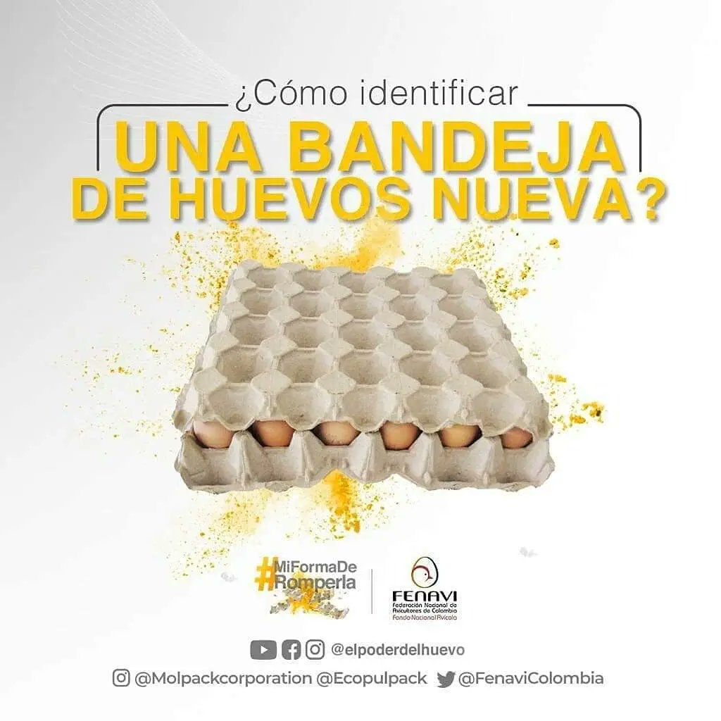 PronavicolaSAS's tweet photo. Evita la contaminación del alimento rompiendo las bandejas de huevos. Conoce más sobre #MiFormaDeRomperla en https://t.co/VS6BLUAz4U
¿Cuál es tu forma de romperla? Deja tu comentario aquí.
#RompeLasBandejas #ColombiaLaRompe #BandejasDeHuevos #Comolsa #Ecopulpack #FENAVI https://t.co/0yONG3EXzP