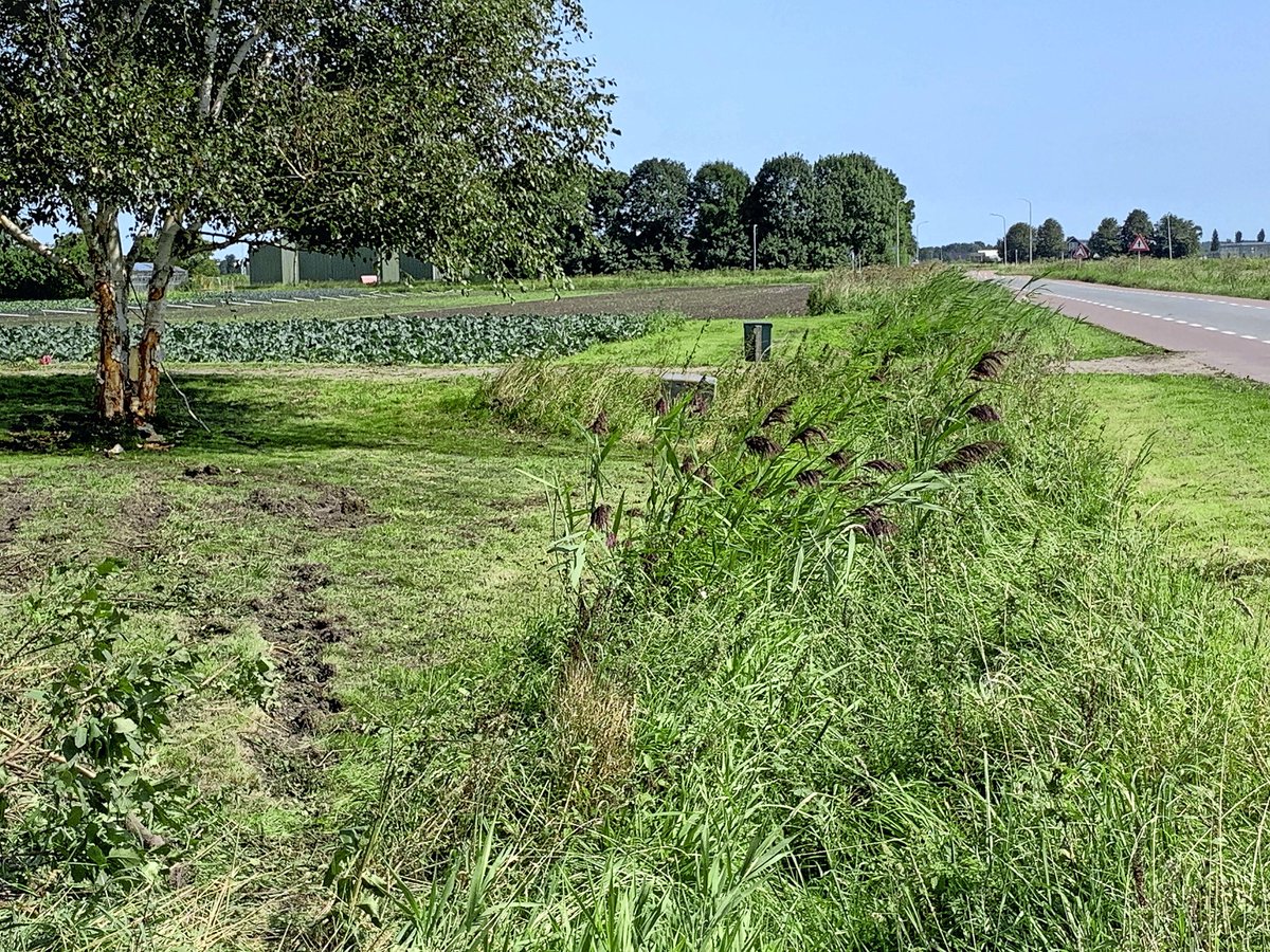 Pure verbittering om ongeval Andijk: bewoners Gedeputeerde Laanweg noteren weer een botsing met fatale afloop