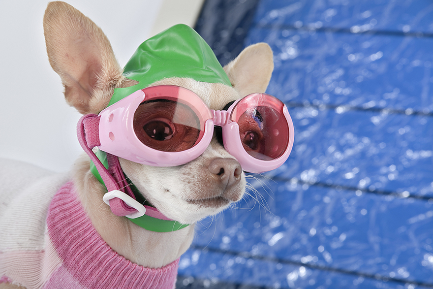 City Of Guelph On Twitter It S A Pool Party For Dogs We Re Calling All Dogs And Humans To Our First Ever Free Dog Swim At Lyon Pool On September 6 From 3 6 P M Swim