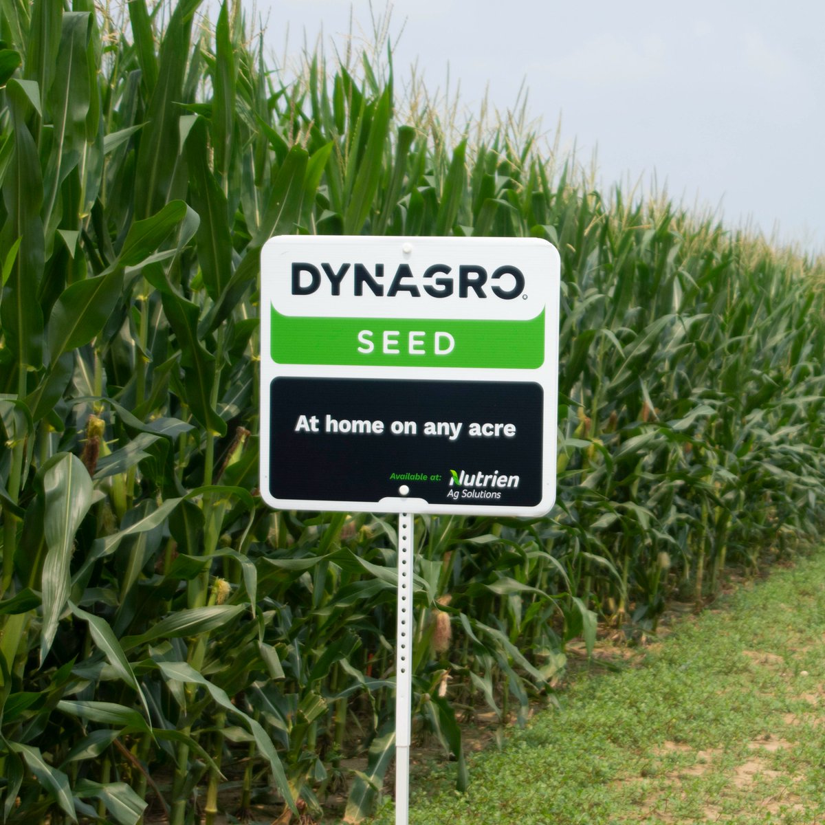 At home on any acre. 🌽🏡

Backed by local knowledge and expertise, <a href="/DynaGroSeed/">Dyna-Gro Seed</a> and services are part of our commitment to providing full-acre solutions that maximize yield potential.

Discover our seed advantage.

👉 bit.ly/388j7Bm

#LeadingTheField
