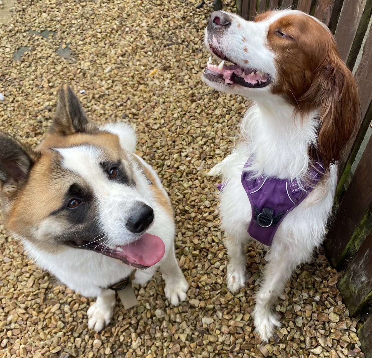 Samwilsondogs's tweet image. Molly and Lyla came along to help Bounty with his socialisation. He managed to meet them with Lovely manners, have a walk with them then an off lead play! 
Well done Bounty! 🌟 

#dogbehaviourmodification #dogtraining #dogbehaviour #westlothian #Akita #irws